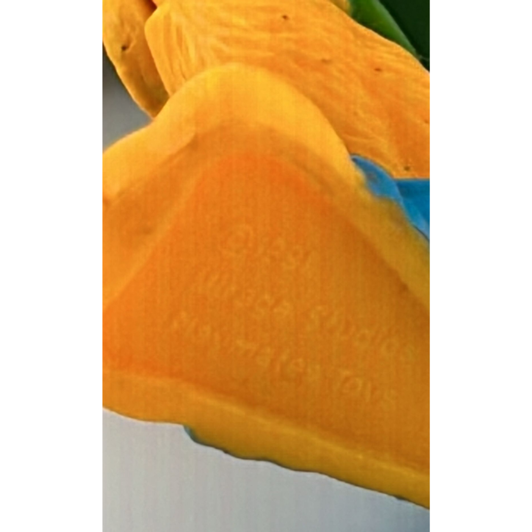 Teenage Mutant Ninja Turtles Walkabout & Kid Kangie figure complete 177